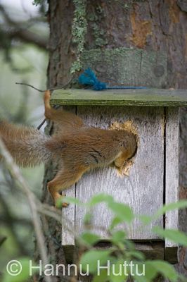 2009_06_14_009.jpg
orava sciurus vulgaris kesä linnunpönttö 
Avainsanat: orava sciurus vulgaris kesä linnunpönttö 