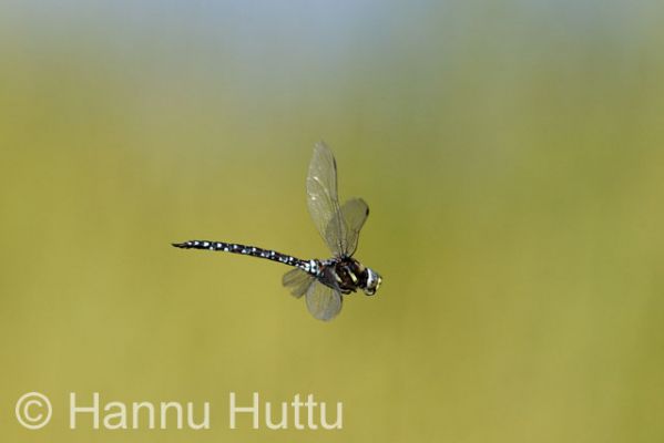 2009_08_20_065.jpg
sudenkorento hyönteinen lentää
Avainsanat: sudenkorento hyönteinen lentää
