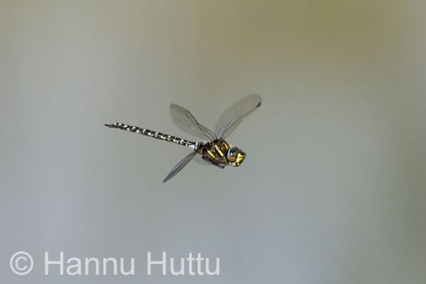 2009_08_20_073.jpg
sudenkorento hyönteinen lentää
Avainsanat: sudenkorento hyönteinen lentää