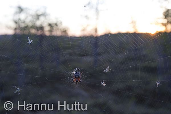 2010_05_20_043.jpg
hämähäkki hämähäkin verkko suomaisema
Avainsanat: hämähäkki hämähäkin verkko suomaisema
