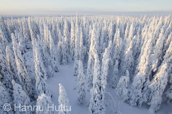 2012_02_01_008.jpg
talvimaisema metsämaisema tykkyluminen metsä paljakka hyrynsalmi näköalatorni
Avainsanat: talvimaisema metsämaisema tykkyluminen metsä paljakka hyrynsalmi näköalatorni