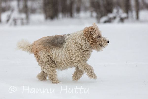 2012_12_16_014.jpg
lihava paksu ylipainoinen koira sekarotuinen juoksee talvi
Avainsanat: lihava paksu ylipainoinen koira sekarotuinen juoksee talv