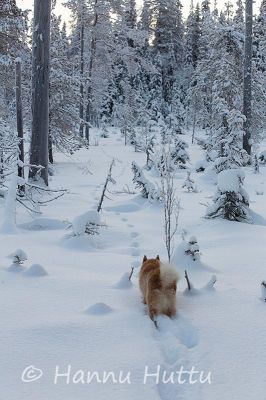 2012_12_25_101.jpg
näätämetsällä turkisriista näädän metsästys pyynti talvi näädän jäljet jälki suomenpystykorva jäljillä metsästyskoira
Avainsanat: näätämetsällä turkisriista näädän metsästys pyynti talvi näädän jäljet jälki suomenpystykorva jäljillä metsästyskoira