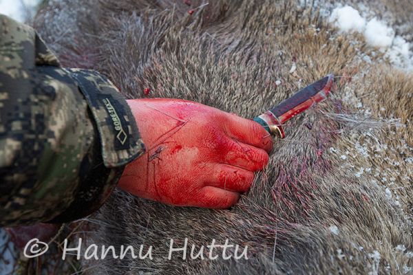 2013_10_20_052.jpg
hirvenmetsästys metsästäjä saalis hirvijahti pistäminen veri puukko
Avainsanat: hirvenmetsästys metsästäjä saalis hirvijahti pistäminen veri puukko