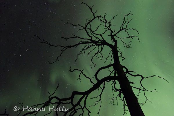 2013_10_31_245.jpg
aurora borealis revontulet tähtitaivas yö avaruus syksy kelo honka sydänmaanaro kalevalapuisto
Avainsanat: aurora borealis revontulet tähtitaivas yö avaruus syksy kelo honka sydänmaanaro kalevalapuisto