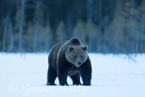 2014_04_05_347.jpg
karhu ursus arctos uros kevät lumi hanki
Avainsanat: karhu ursus arctos uros kevät lumi hanki
