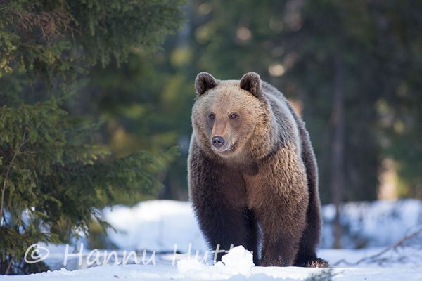 2014_04_10_069.jpg
karhu ursus arctos kevät lumi hanki
Avainsanat: karhu ursus arctos kevät lumi hanki
