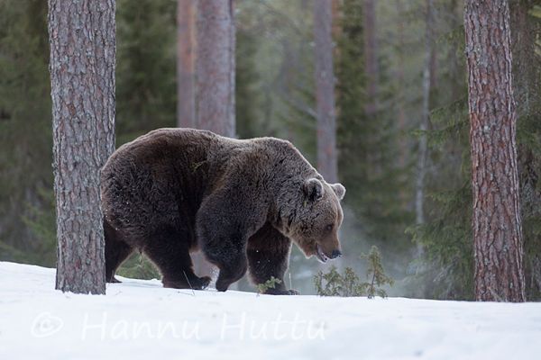 2014_04_10_182.jpg
karhu ursus arctos kevät lumi hanki pakkanen
Avainsanat: karhu ursus arctos kevät lumi hanki pakkanen