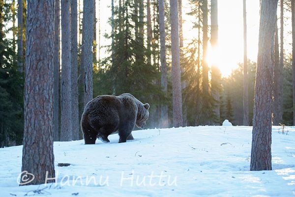 2014_04_10_279.jpg
karhu ursus arctos kevät lumi hanki aurinko pakkanen kylmä
Avainsanat: karhu ursus arctos kevät lumi hanki aurinko pakkanen kylmä