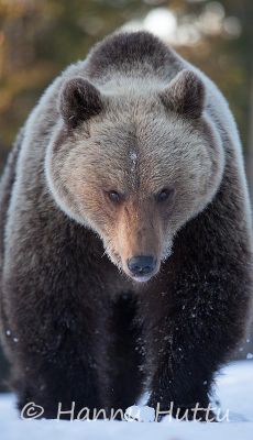 2014_04_10_303.jpg
karhu ursus arctos kevät lumi hanki pakkanen kylmä
Avainsanat: karhu ursus arctos kevät lumi hanki pakkanen kylmä