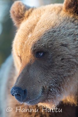 2014_04_10_305.jpg
karhu ursus arctos kevät pakkanen kylmä kuura huurre naama
Avainsanat: karhu ursus arctos kevät pakkanen kylmä kuura huurre naama