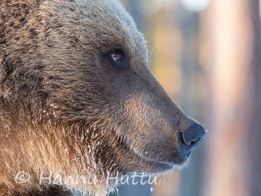 2014_04_10_323.jpg
karhu ursus arctos kevät pakkanen kylmä kuura huurre naama
Avainsanat: karhu ursus arctos kevät pakkanen kylmä kuura huurre naama