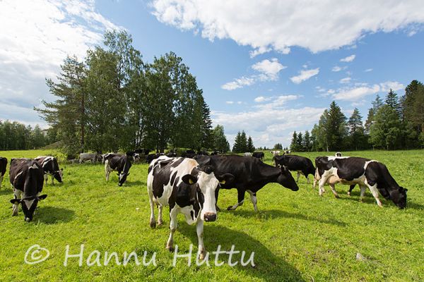 2014_07_08_381.jpg
lehmä nauta laitumella maatila maatalous kesä laidun
Avainsanat: lehmä nauta laitumella maatila maatalous kesä laidun