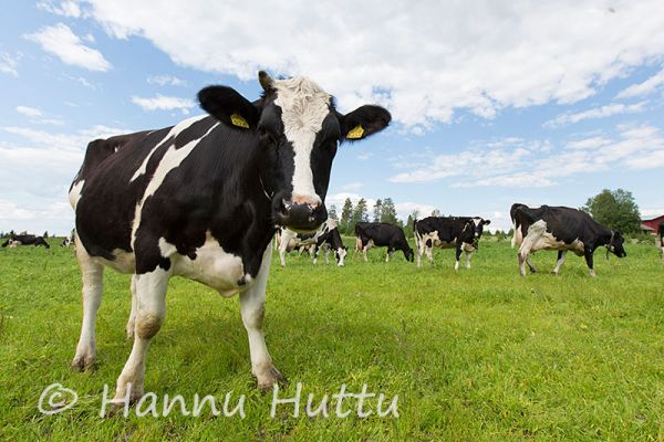 2014_07_08_387.jpg
lehmä nauta laitumella maatila maatalous kesä
Avainsanat: lehmä nauta laitumella maatila maatalous kesä laidun