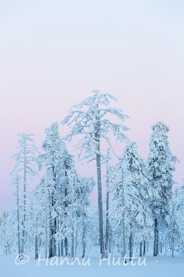 2014_12_28_180.jpg
sydänmaanaro metsämaisema huurremaisema pakkanen talvimaisema kalevalapuisto
Avainsanat: sydänmaanaro metsämaisema huurremaisema pakkanen talvimaisema kalevalapuisto