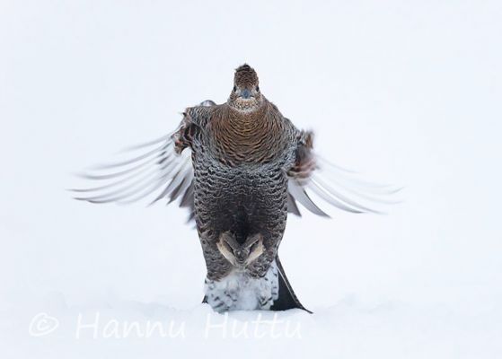 2015_01_31_227.jpg
talvi lumi teeri tetrao tetrix teerikana naaras laskeutuu lentää
Avainsanat: talvi lumi teeri tetrao tetrix teerikana naaras laskeutuu lentää