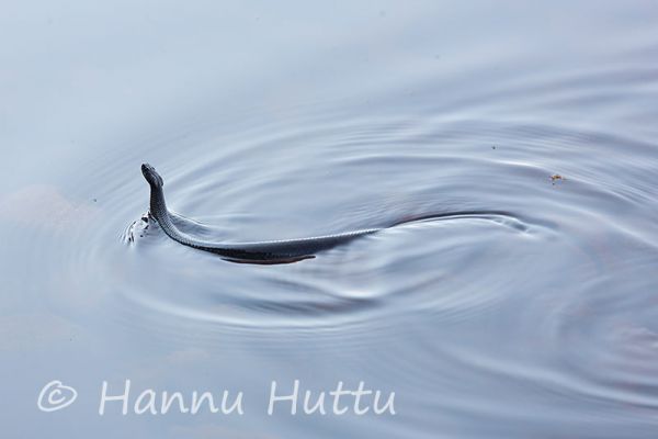 2015_07_15_126.jpg
kyy vipera berus käärme matelija kyykäärme uimassa vedessä
Avainsanat: kyy vipera berus käärme matelija kyykäärme uimassa vedessä