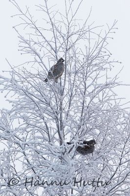 2016_01_11_176.jpg
pyy koiras tetrastes bonasia kanalintu talvi koivussa puussa
Avainsanat: pyy koiras tetrastes bonasia kanalintu talvi koivussa puussa