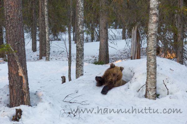 2016_05_03 013.jpg
karhu ursus arctos karhun erauspentu herää talviunesta talvipesä talviuni kevät karhunpesä lumi 
Avainsanat: karhu ursus arctos karhun erauspentu herää talviunesta talvipesä talviuni kevät karhunpesä lumi