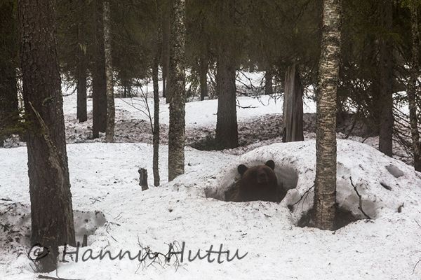 2016_05_03_024.jpg
karhu ursus arctos karhunpesä karhun talvipesä emä naaras pesässä
Avainsanat: karhu ursus arctos karhunpesä karhun talvipesä emä naaras pesässä