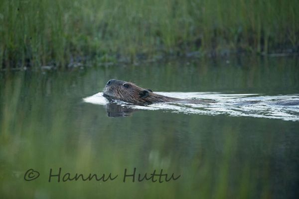 2016_07_08_038.jpg
majava Castor canadensis uimassa vedessä kesä kanadanmajava
Avainsanat: majava Castor canadensis uimassa vedessä kesä kanadanmajava