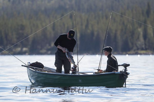 2016_08_31_729.jpg
taimenta pyytämässä taimensaalis vetouistelu kesäkalastus vene kalastaja Ruotsi järvi 
Avainsanat: taimenta pyytämässä taimensaalis vetouistelu kesäkalastus vene kalastaja Ruotsi järvi