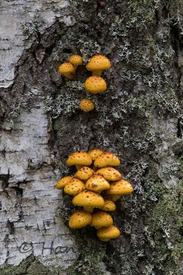 2016_09_10_104.jpg
sieni koivunrungolla koivu
Avainsanat: sieni koivunrungolla koivu