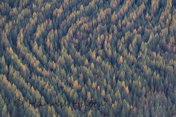 2016_09_10_389.jpg
metsänhoito syksy ilmakuva nuorta metsää
Avainsanat: metsänhoito syksy ilmakuva nuorta metsää