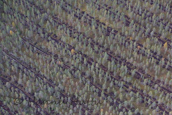 2016_09_10_426.jpg
ojitusalue metsänhoito kuivatus oja syksy ilmakuva
Avainsanat: ojitusalue metsänhoito kuivatus oja syksy ilmakuva