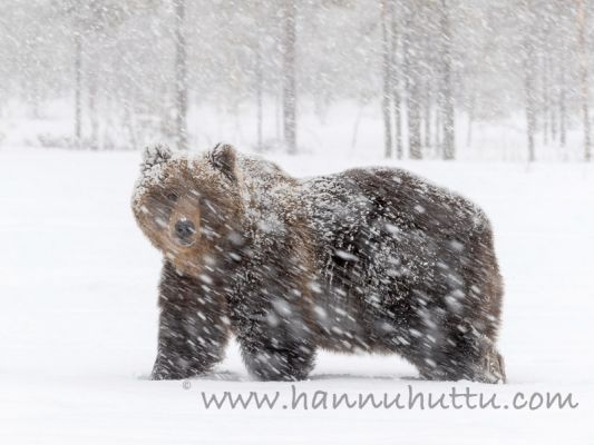 20170514_581
karhu ursus arctos lumituisku kevät lumi 
Avainsanat: karhu ursus arctos lumituisku kevät lumi