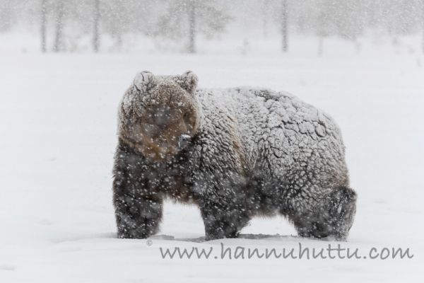 20170514_791.jpg
karhu ursus arctos kevät lumituisku lumisade
Avainsanat: karhu ursus arctos kevät lumituisku lumisade