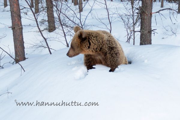 20180410_014.jpg
karhu ursus arctos herää karhunpesä karhun talvipesä talviuni
Avainsanat: karhu ursus arctos herää karhunpesä karhun talvipesä talviuni