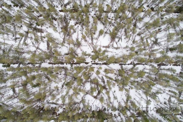 20180503_008.jpg
Tykkylumituho lumivahinko metsänhoito ilmakuva
Avainsanat: Tykkylumituho lumivahinko metsänhoito ilmakuva