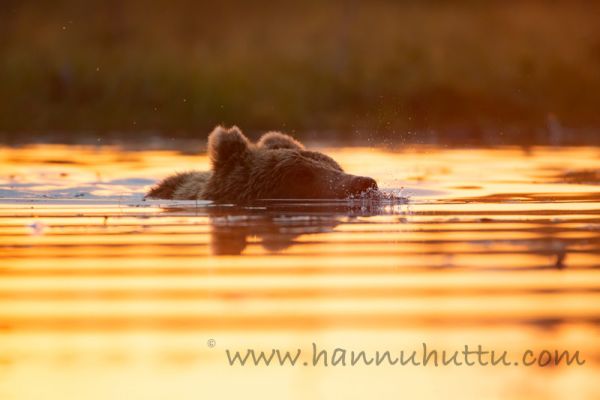 20180725_134.jpg
karhu ursus arctos uimassa vedessä
Avainsanat: karhu ursus arctos uimassa vedessä