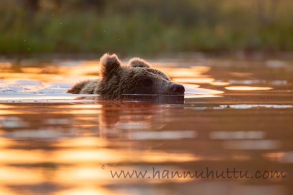 20180725_148.jpg
karhu ursus arctos uimassa vedessä
Avainsanat: karhu ursus arctos uimassa vedessä