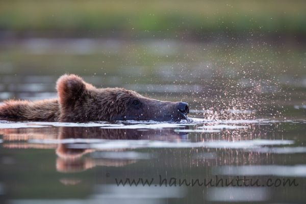 20180725_180.jpg
karhu ursus arctos uimassa vedessä
Avainsanat: karhu ursus arctos uimassa vedessä