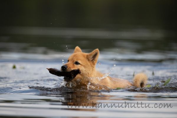 20180802_068.jpg
suomenpystykorvan pentu uimassa kesä vedessä koiranpentu noutaa
Avainsanat: suomenpystykorvan pentu uimassa kesä vedessä koiranpentu noutaa