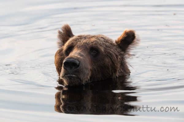 20180802_192.jpg
karhu ursus arctos kesä uimassa vedessä vesi
Avainsanat: karhu ursus arctos kesä uimassa vedessä vesi