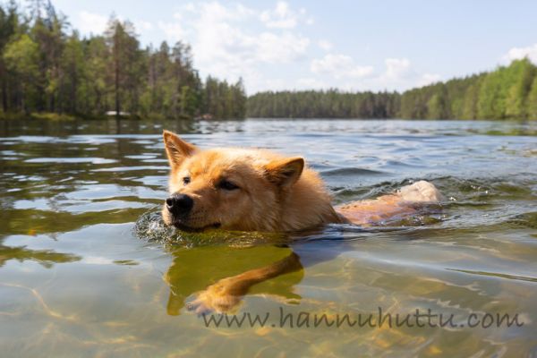 20190727_010
suomenpystykorva koira uimassa kesä koira vedessä
Avainsanat: suomenpystykorva koira uimassa kesä koira vedessä