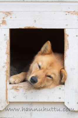20190917_005
suomenpystykorva koira koirankoppi nukkuu
Avainsanat: suomenpystykorva koira koirankoppi nukkuu