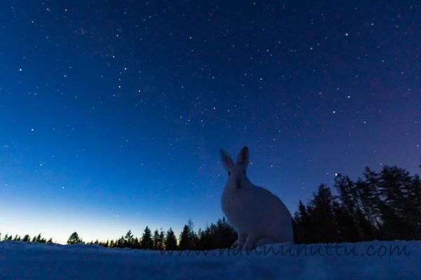 20200321_001
jänis lepus timidus metsäjänis talvipuku talvipukuinen lumi yö tähtitaivas
Avainsanat: jänis lepus timidus metsäjänis talvipuku talvipukuinen lumi yö tähtitaivas