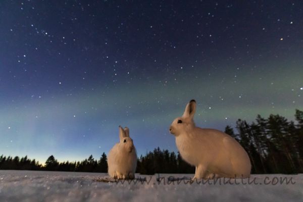20200330_014
jänis lepus timidus metsäjänis talvipuku talvipukuinen lumi yö tähtitaivas revontulet aurora borealis
Avainsanat: jänis lepus timidus metsäjänis talvipuku talvipukuinen lumi yö tähtitaivas revontulet aurora borealis