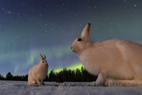 20200330_016
jänis lepus timidus metsäjänis talvipuku talvipukuinen lumi yö tähtitaivas revontulet aurora borealis
Avainsanat: jänis lepus timidus metsäjänis talvipuku talvipukuinen lumi yö tähtitaivas revontulet aurora borealis