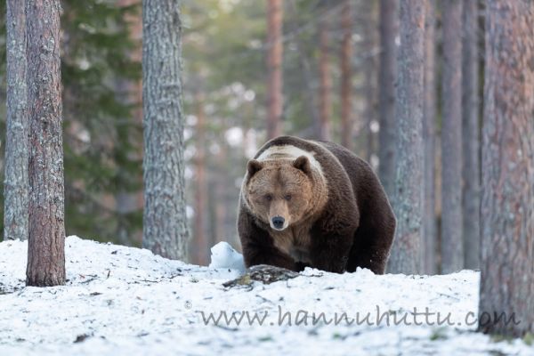 20200504_009.jpg
karhu ursus arctos kevät lumi
Avainsanat: karhu ursus arctos kevät lumi