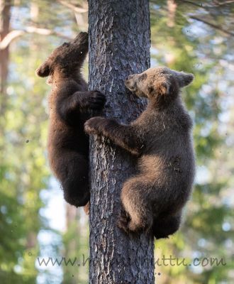 20200629_482
karhu ursus arctos karhunpentu kiipeää puuhun puussa
Avainsanat: karhu ursus arctos karhunpentu kiipeää puuhun puussa