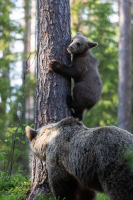 20200629_487
karhu ursus arctos karhunpentu kiipeää puuhun puussa
Avainsanat: karhu ursus arctos karhunpentu kiipeää puuhun puussa emä