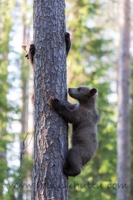 20200629_496
karhu ursus arctos karhunpentu kiipeää puuhun puussa
Avainsanat: karhu ursus arctos karhunpentu kiipeää puuhun puussa