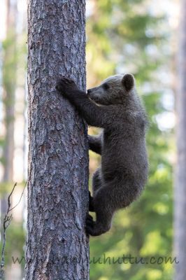 20200629_500
karhu ursus arctos karhunpentu kiipeää puuhun puussa
Avainsanat: karhu ursus arctos karhunpentu kiipeää puuhun puussa
