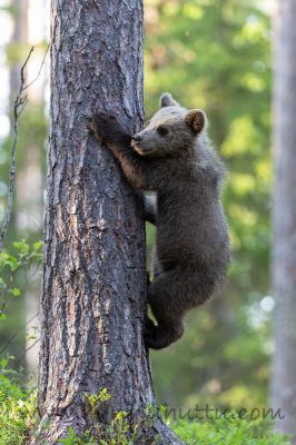 20200629_507
karhu ursus arctos karhunpentu kiipeää puuhun puussa
Avainsanat: karhu ursus arctos karhunpentu kiipeää puuhun puussa