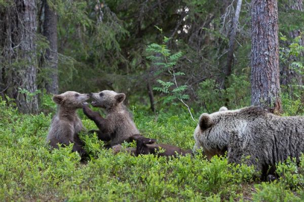 20200629_639
karhu ursus arctos karhunpentu leikkii emä
Avainsanat: karhu ursus arctos karhunpentu leikkii emä